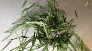 Cutting My Hoya Linearis