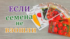 Что делать, если семена не взошли. Стоит ли заглублять рассаду перца.