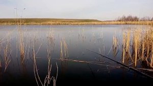 Бешенный клев карася на печень