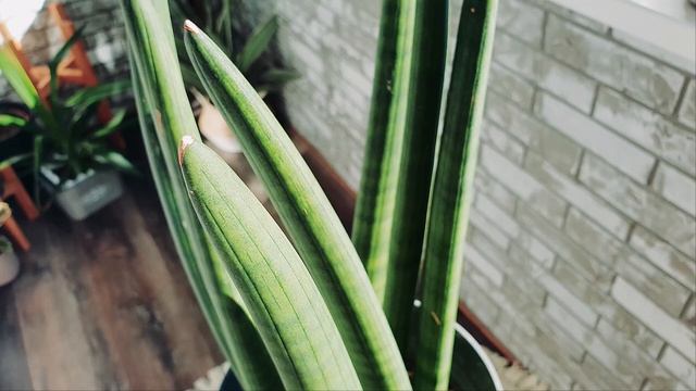 МОИ РАСТЕНИЯ на лоджии. Крупномеры. Обзор цветов. смотреть онлайн