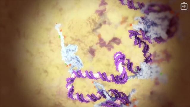 Почему женщины полосатые_ [Veritasium](1080P_HD) смотреть онлайн