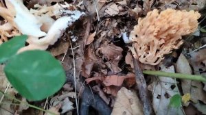 Собираем грибы. Солим сыроежки.