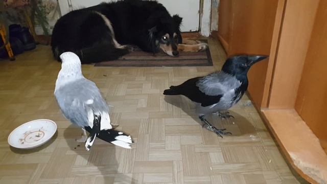 Чайка Чуи, ворона Капля и собака Марта смотреть онлайн