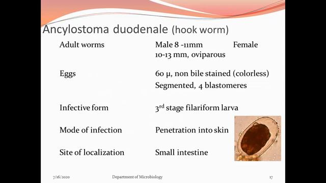 Intestinal Nematodes Part I смотреть онлайн