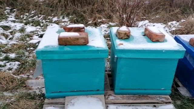 4 декабря! В ульях конденсат! смотреть онлайн