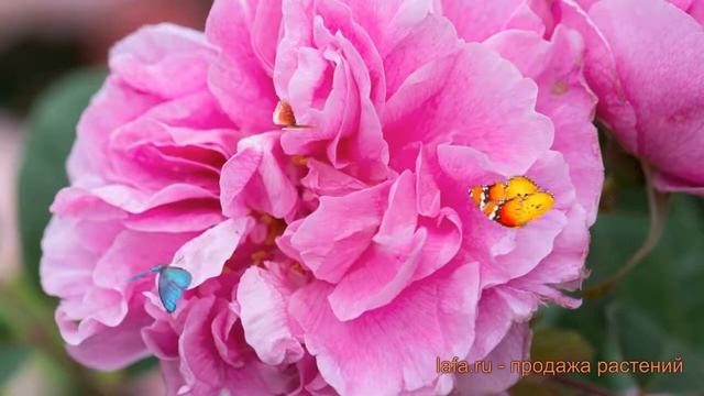 Роза канадская парковая Тереза Багнет ? Тереза Багнет обзор: как сажать, саженцы розы Тереза Багнет смотреть онлайн