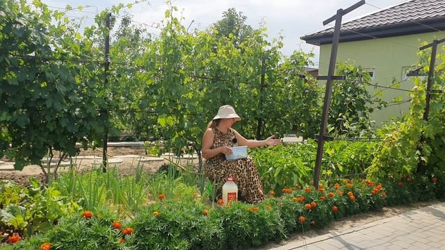 Чем подкормить перец в течение сезона для налива плодов и урожая смотреть онлайн