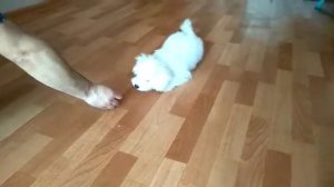 Бишон фризе. Дрессировка.