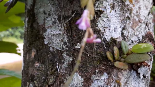 Visiting Dendrobium rosellum Natural Habitat смотреть онлайн