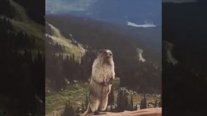 Когда переехал на Дальний Восток по госпрограмме «Дальневосточный гектар»