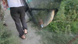 Рыбалка Сырдарья 2022.Сом на закидушки.