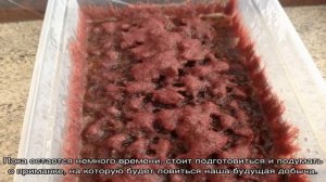 Как развести мотыля в домашних условиях