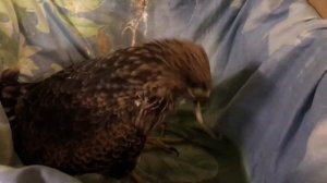 Птенец коршуна ест корюшку. Выкармливание птенца коршуна.