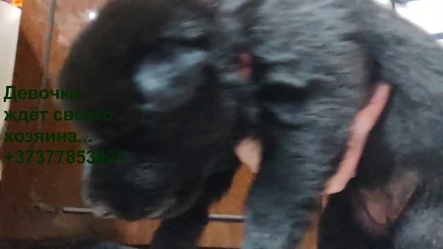 Резервирование и продажа щенков чёрной немецкой овчарки возраст 18 дней смотреть онлайн