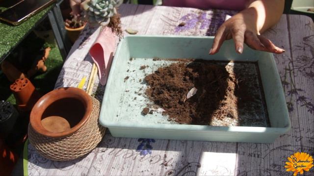 Trasplante maratón de suculentas смотреть онлайн