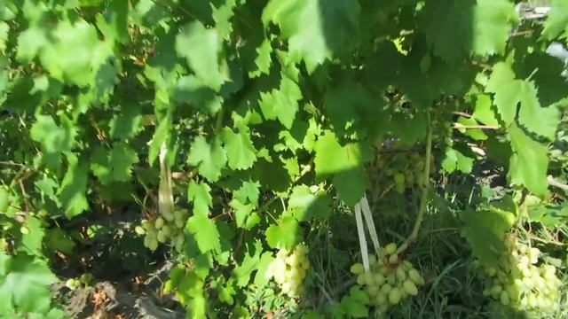 Топ-10 бюджетных дачных любительских сортов винограда. смотреть онлайн