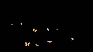 Футаж бабочки на черном фоне