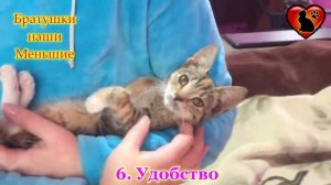 Так вот, почему на самом деле кошка спит на человеке! Основные и мистические причины!