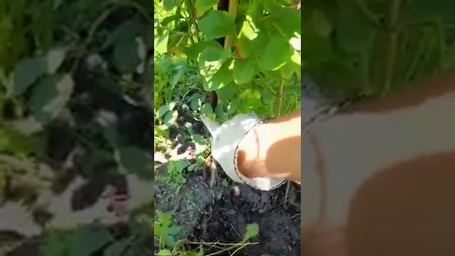 Дача день за днем. Опора для клематиса своими руками.. смотреть онлайн