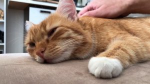 Урчание рыжего кота / кот урчит