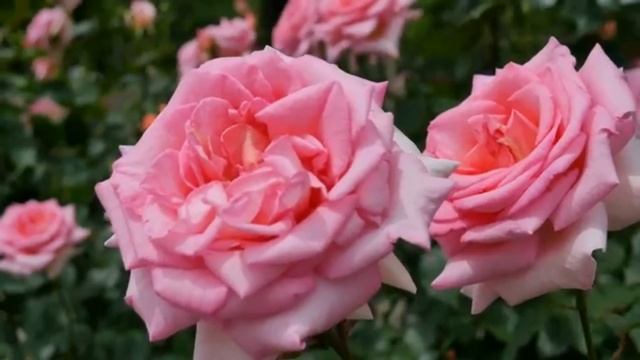 Участница конкурса "Серебряный Скорпион" - Садыкова Мария (Эстония). К.Бальмонт «Туманы» смотреть онлайн