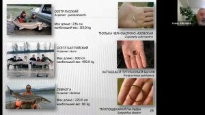 Рыбы Беларуси и места их обитания