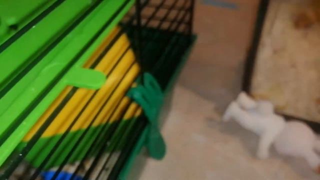 Хомячиха Родила Удобный Случай