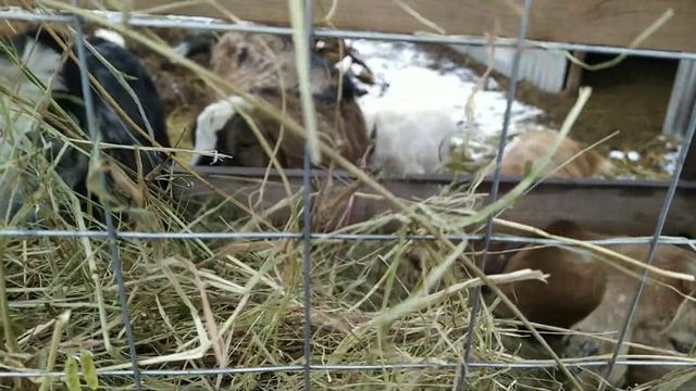 Утренняя раздача. Голодные козы, хозяйка не даёт. Зачем птицам гречка смотреть онлайн