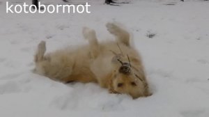 Золотистый ретривер и первый снег (golden retriever)