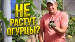 не растет огурец? Выполните 3 условия и огурцов у вас будет завались