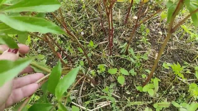 21.06.22.Дача..за пару дней муж переделал много дел? смотреть онлайн