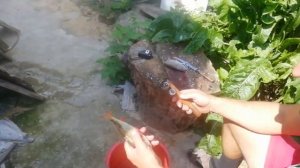 Приспособление для чистки рыбы своими руками.