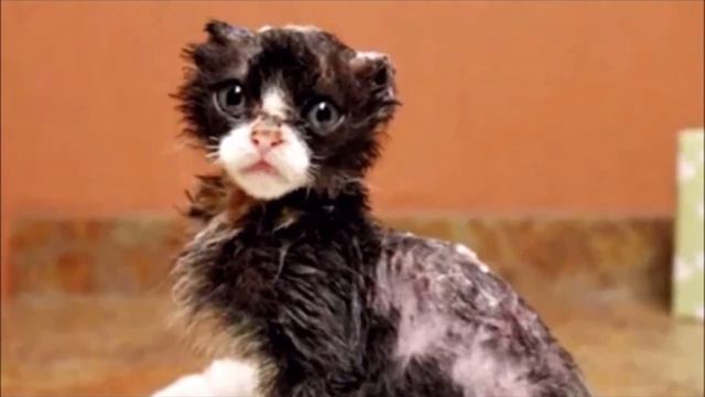 Облысевший котёнок сидел возле мусорных баков с грустными глазами. Вот каким он стал после спасения смотреть онлайн