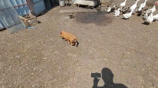 Что произошло на свиноферме за 3 дня моего отсутствия!! Сразу продаю поросят! Есть потери(( смотреть онлайн