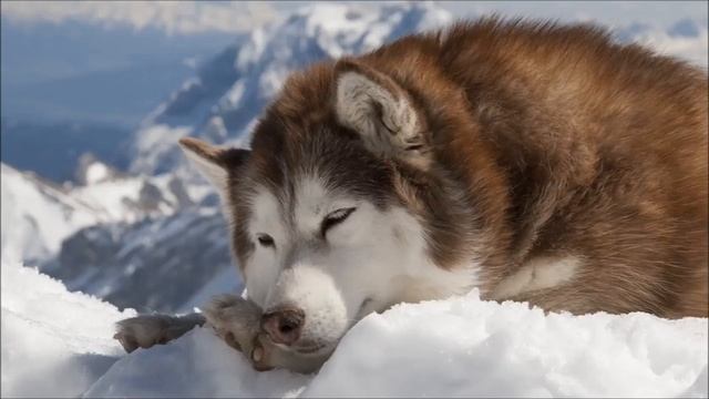 Самые красивые хаски в мире