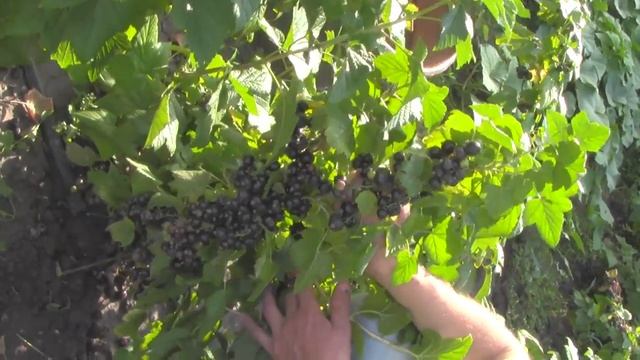@Черная смородина отзыв  Смородина Селеченская 2
