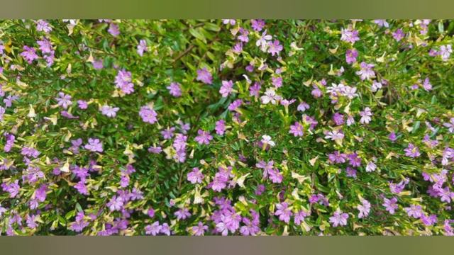 JAPANSKA MIRTA JE PRELEPA  BILJKA KOJA NEUMORNO CVETA SKORO CELU GODINU MIRISNIM   CVETIĆIMA смотреть онлайн