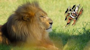 Лев Против Тигра - Кто Сильнее? Реальные Кадры