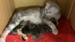 Вислоухая кошка родила котят. Скоттиш фолд.