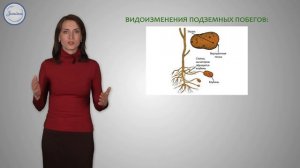 16 Биология 6 кл Видоизменение побегов