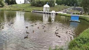 Утиная мечта