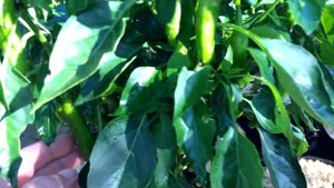 Перец Атлант от агрофирмы Поиск и борьба со слизнями | Выращивание перца в горшке на огороде.