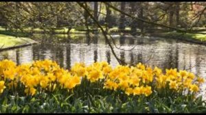 Daffodils by William Wordsworth