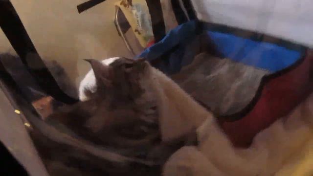 Выставка кошек "Золотая кошка" 02.02.2019 в Гродно смотреть онлайн