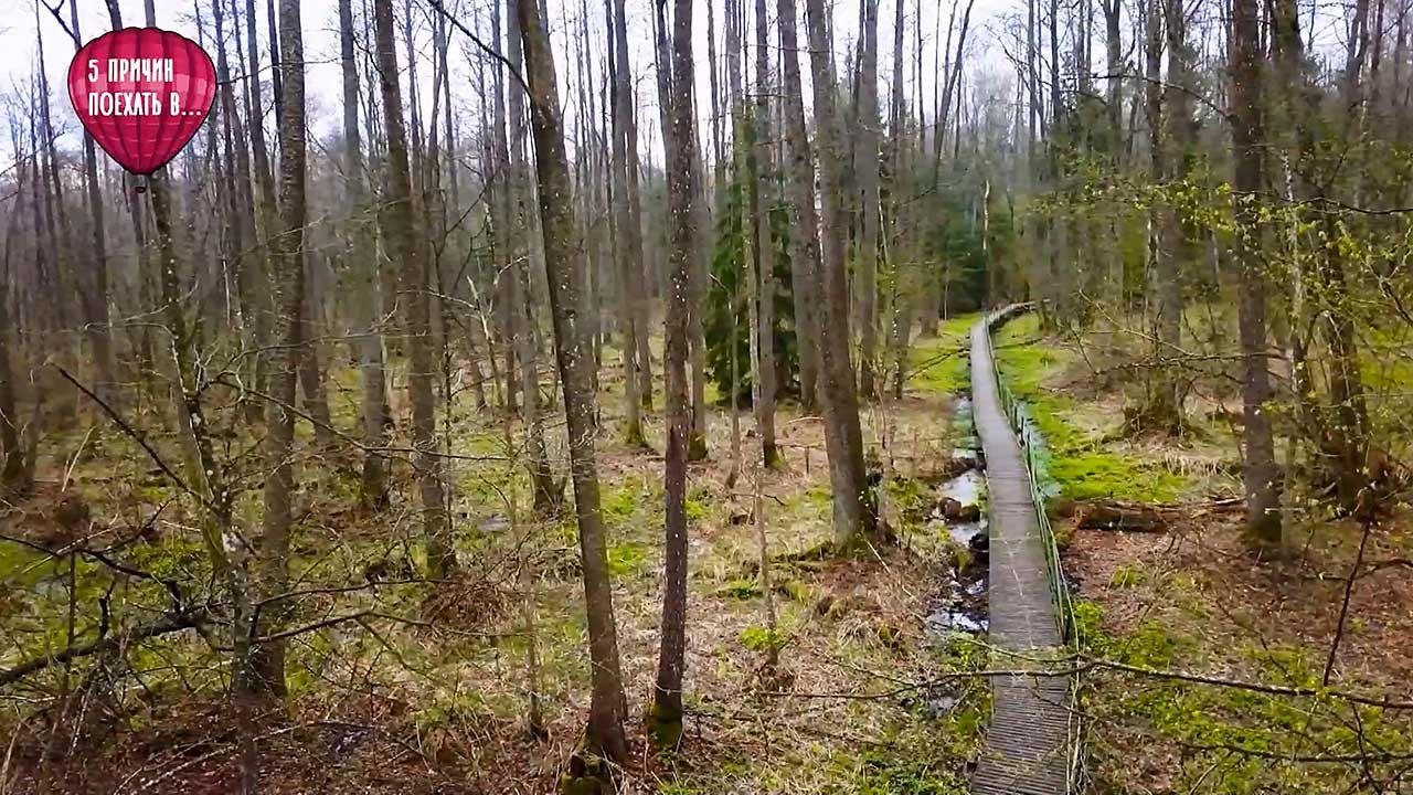 Бескрайние леса и непроходимые болота партизанского мемориала «Хованщина»