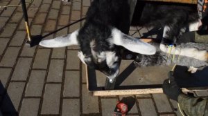 Станок для обрезки копыт у коз