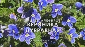Вероника дубравная. Алефиров А.Н.