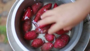 Rambutan so sweet! Harvest sweetest rambutan in the forest | Rambutan in my homeland