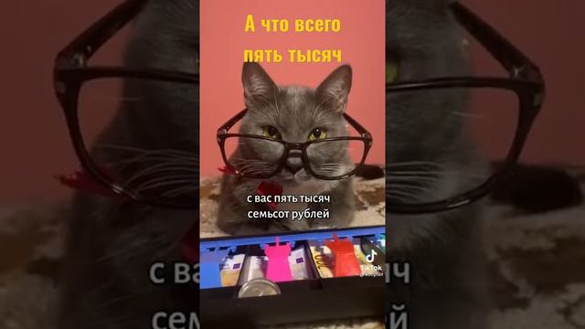 Что будет если коты были в место людей