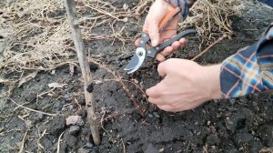 Жимолость. Обрезка весной на пенёк.